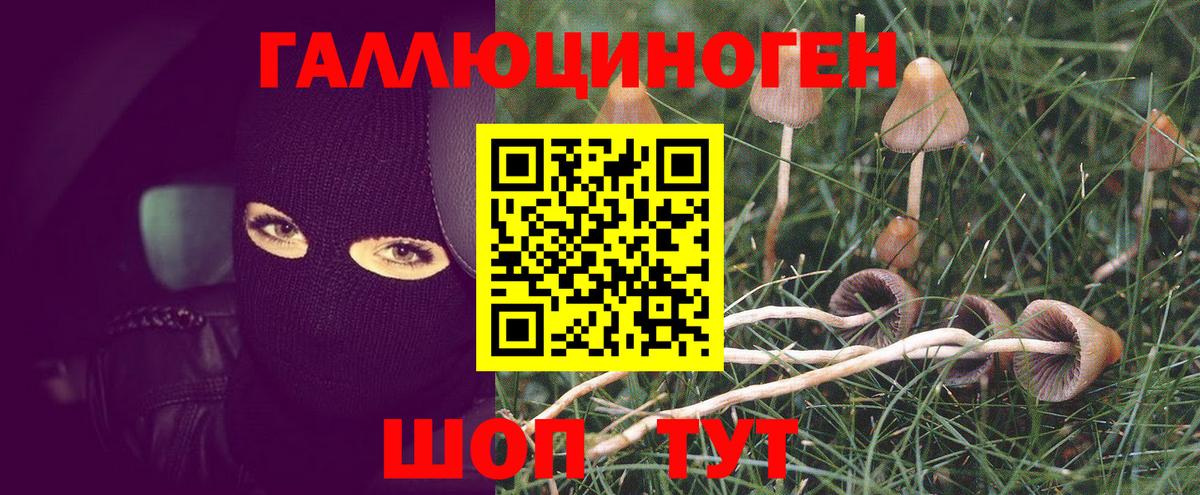 Псилоцибиновые грибы Cubensis Еманжелинск
